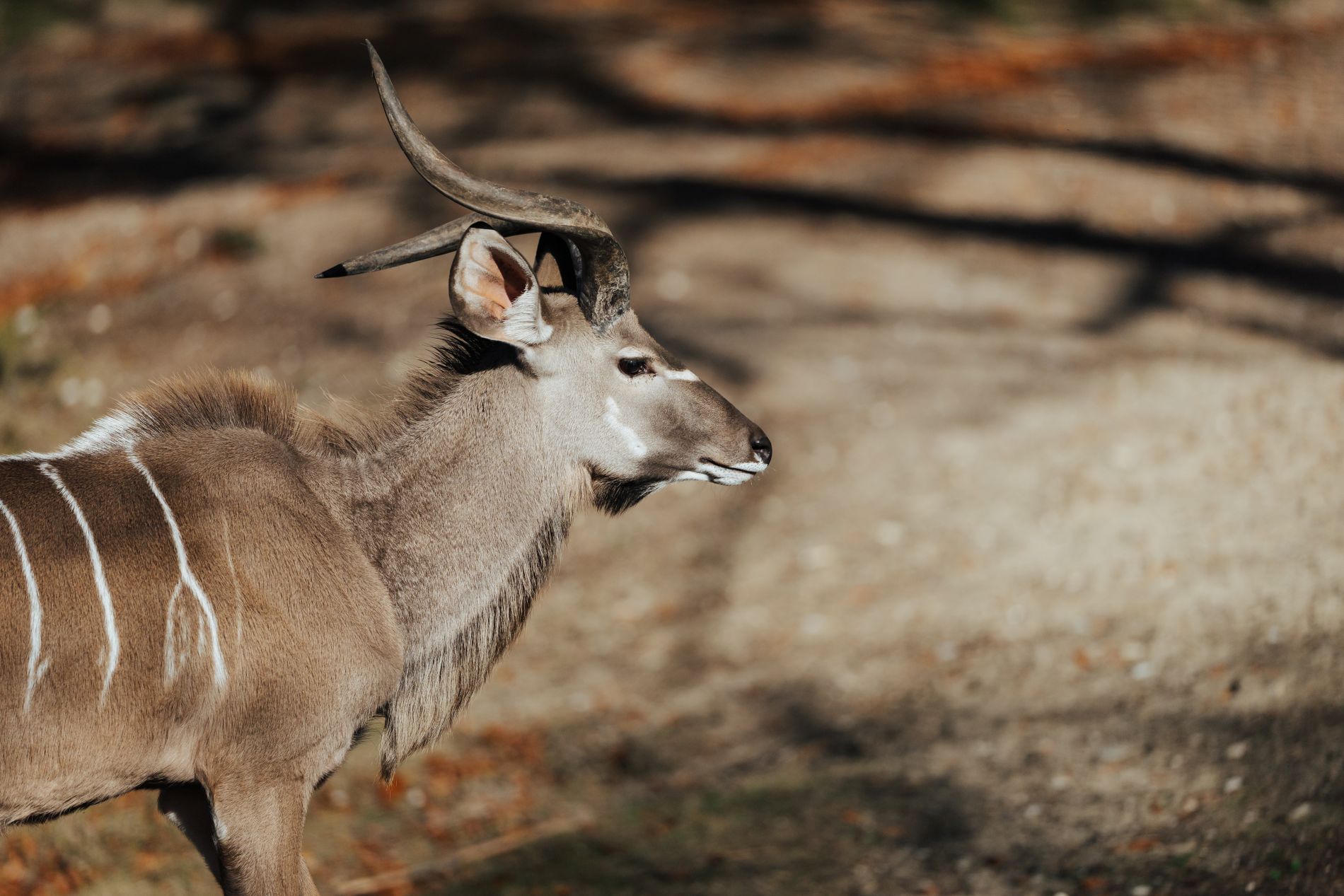 Großer Kudu Bock läuft über die Anlage