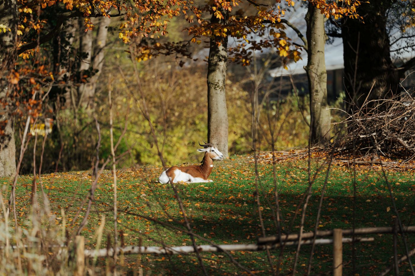 Mhorrgazelle liegt auf der Anlage und sonnt sich