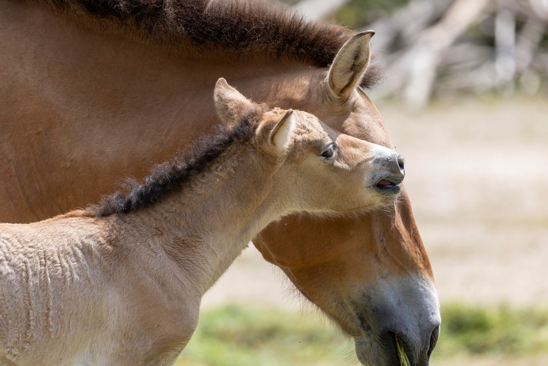 Przewalski-Fohlen im Tierpark Hellabrunn