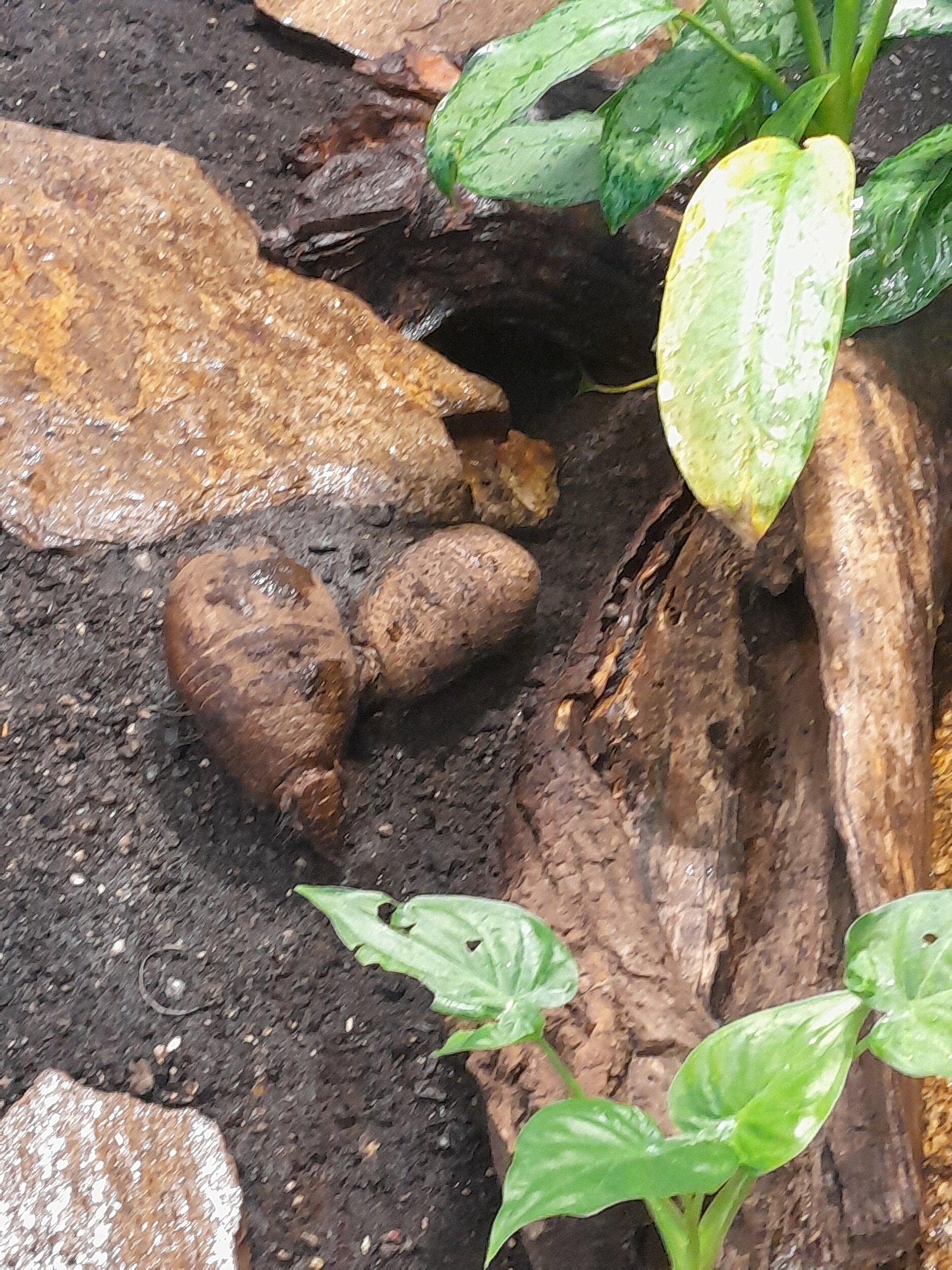 Jungtier mit adultem Südlichen Kugelgürteltier