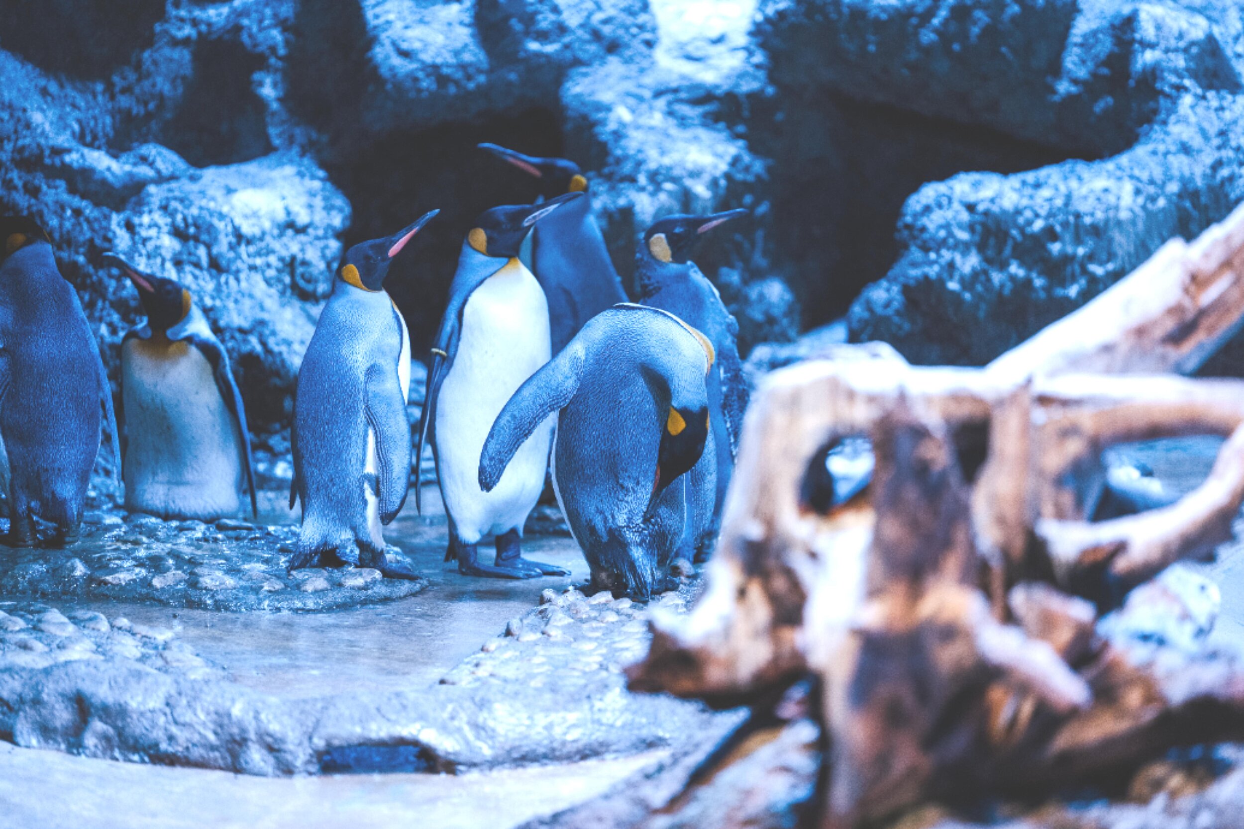 Eine Gruppe von Königspinguinen in der Hellabrunner Polarwelt. Ganz rechts mit gebeugtem Kopf das Patentier der Münchner Wohnen 'Nautilus; ganz links sein Mitbewohner 'Willem'.