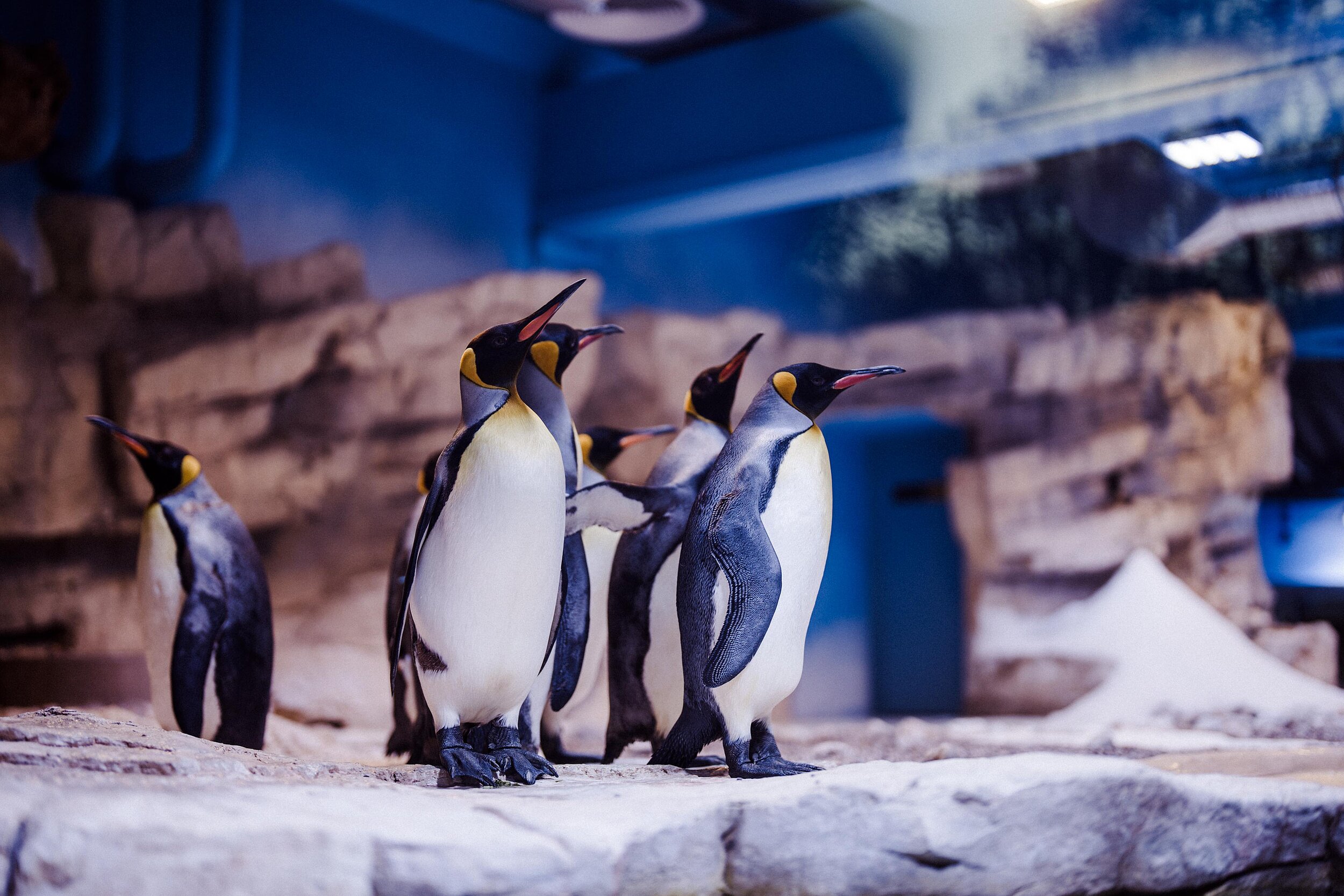 Die Hellabrunner Königspinguine in ihrer Anlage in der Polarwelt, deren Renovierung Ende 2025 abgeschlossen wurde.