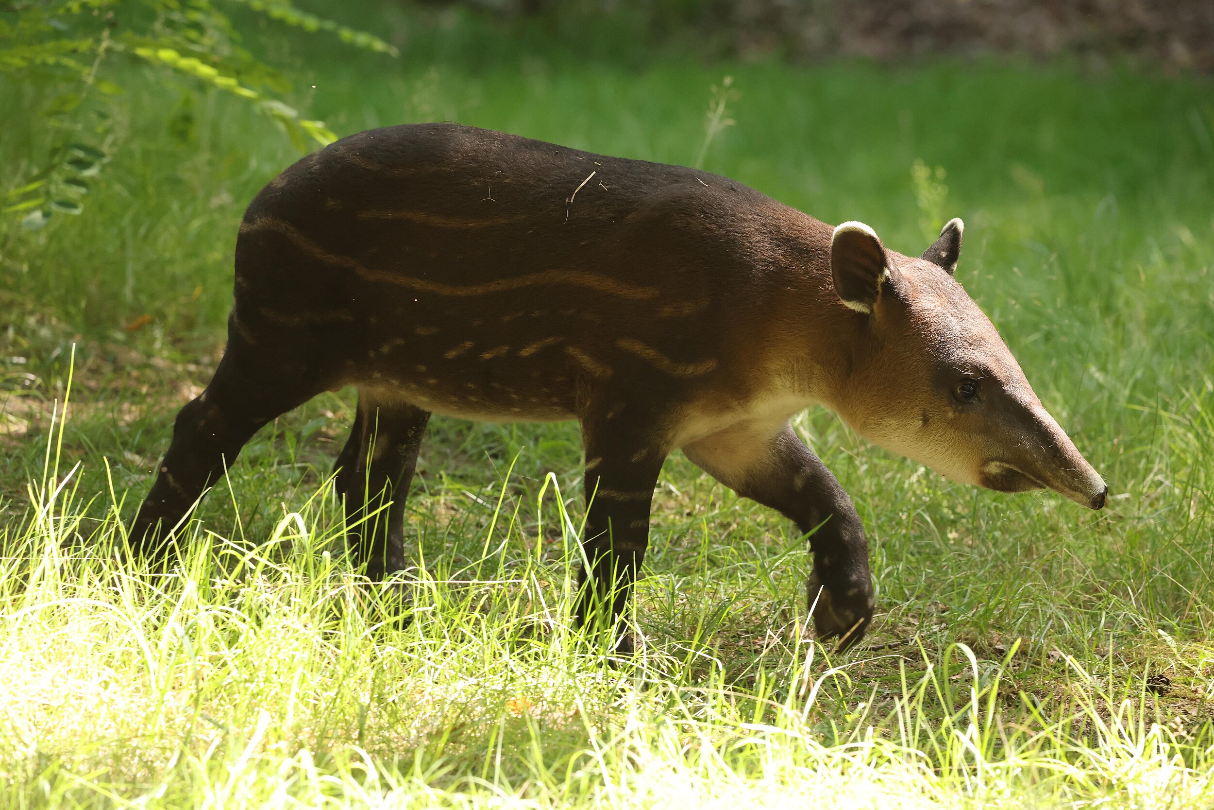 Der Mittelamerikanische Tapir 'Mattheo' im Jahr 2025 als Jungtier im Zoo Cottbus
