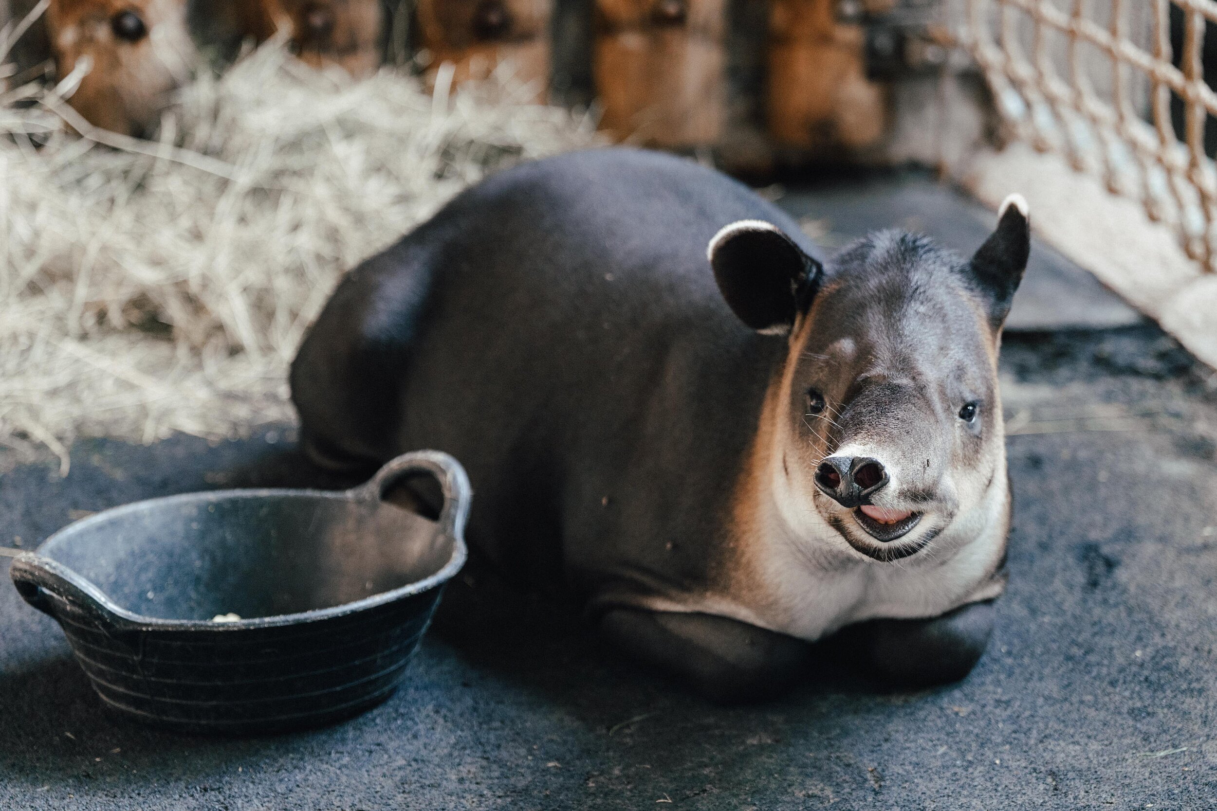 Der Mittelamerikanische Tapir 'Mattheo' in seiner Innenanlage im Münchner Tierpark Hellabrunn