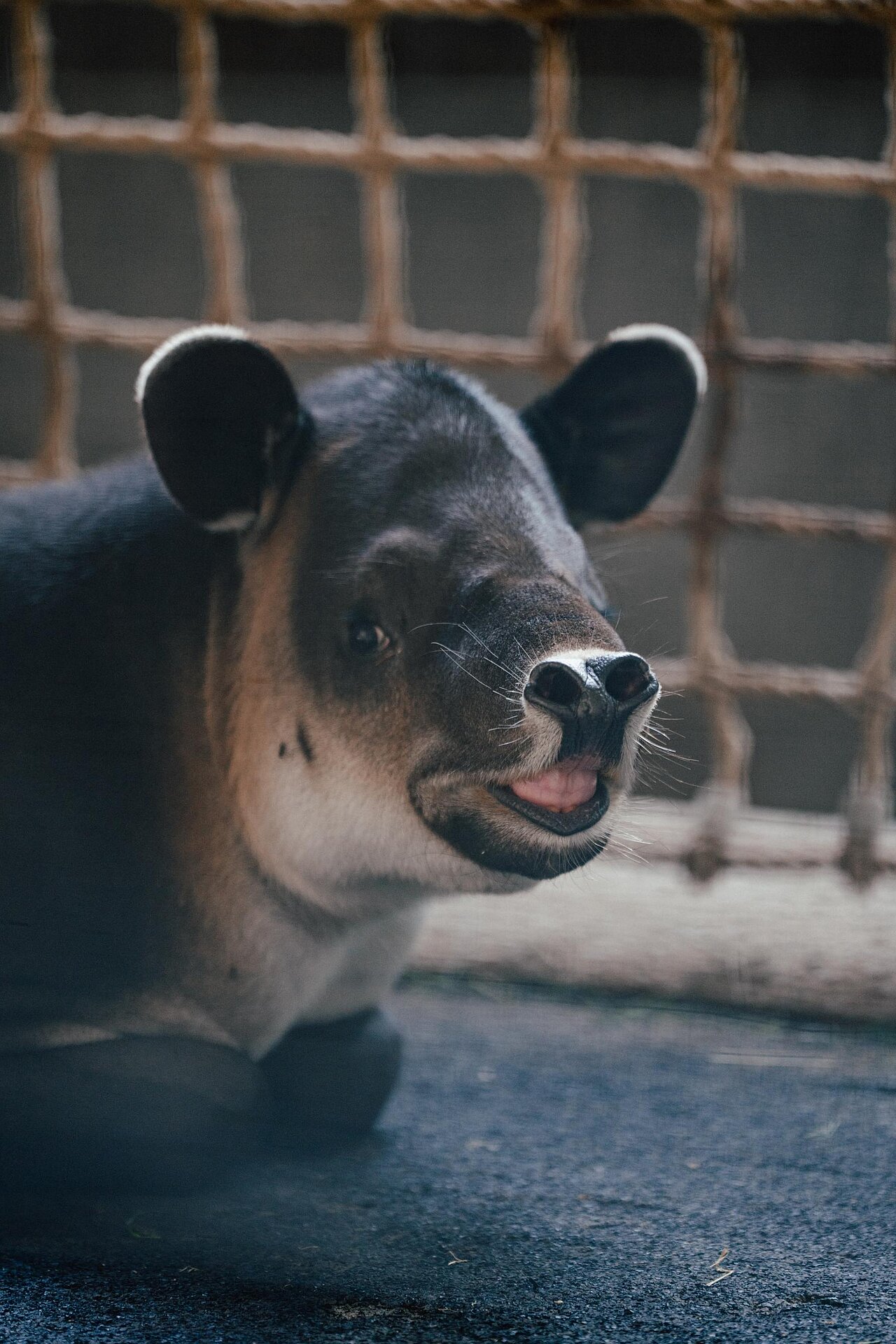Der Mittelamerikanische Tapir 'Mattheo' in seiner Innenanlage im Münchner Tierpark Hellabrunn