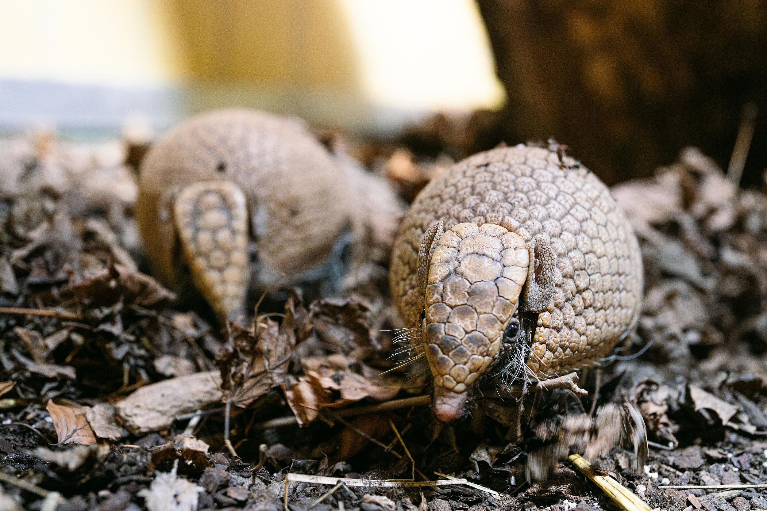 Südliche Kugelgürteltiere im Tierpark Hellabrunn
