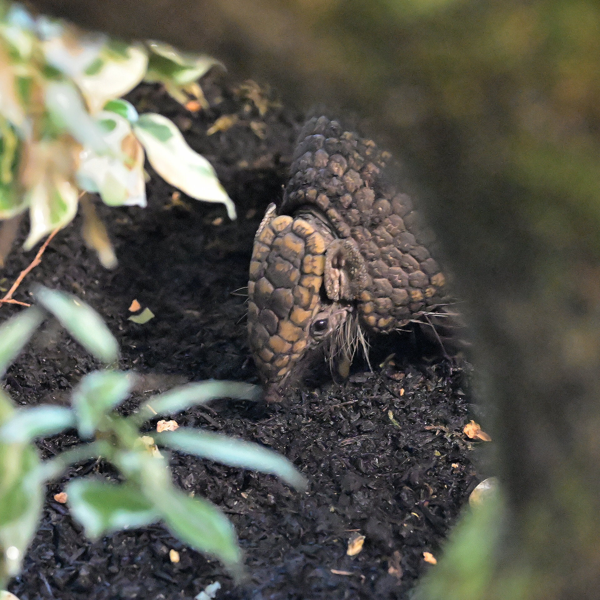 Südliches Kugelgürteltier auf der Anlage im Tierpark Hellabrunn