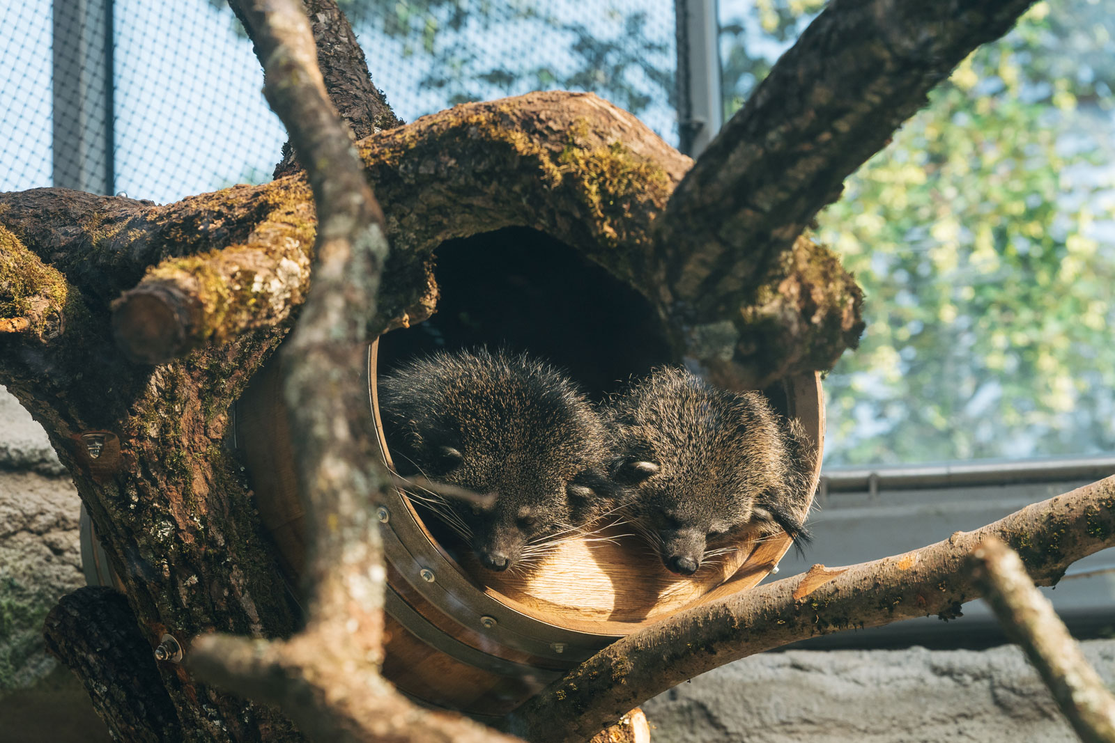 Zwei Binturongs