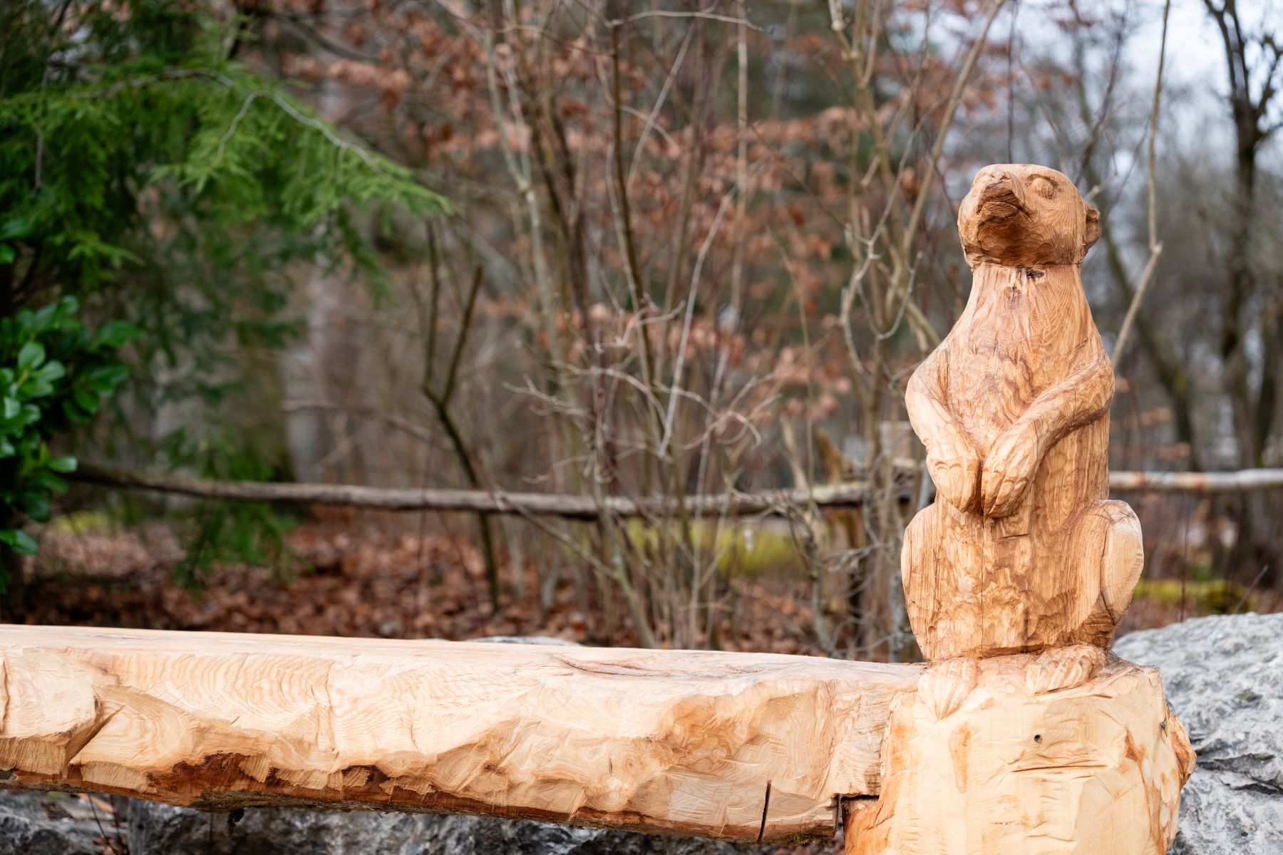 neue Holz-Sitzbank mit Erdmännchen im Tierpark Hellabrunn 