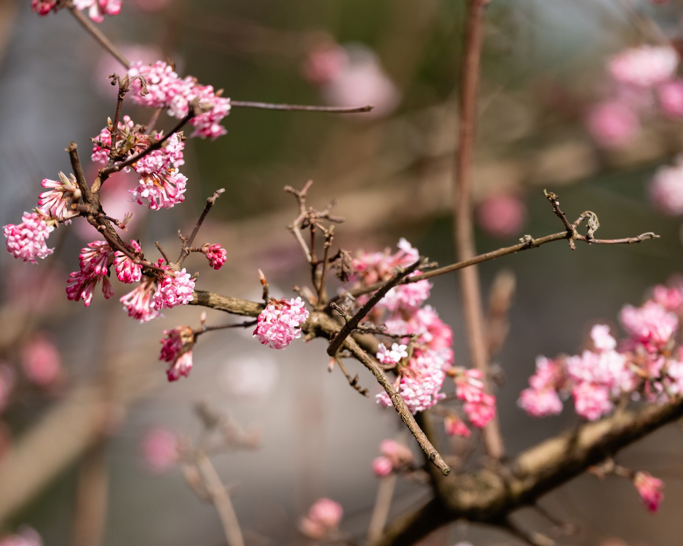 Erste rosa Blüten beginnen an den Bäumen im Tierpark Hellabrunn zu blühen