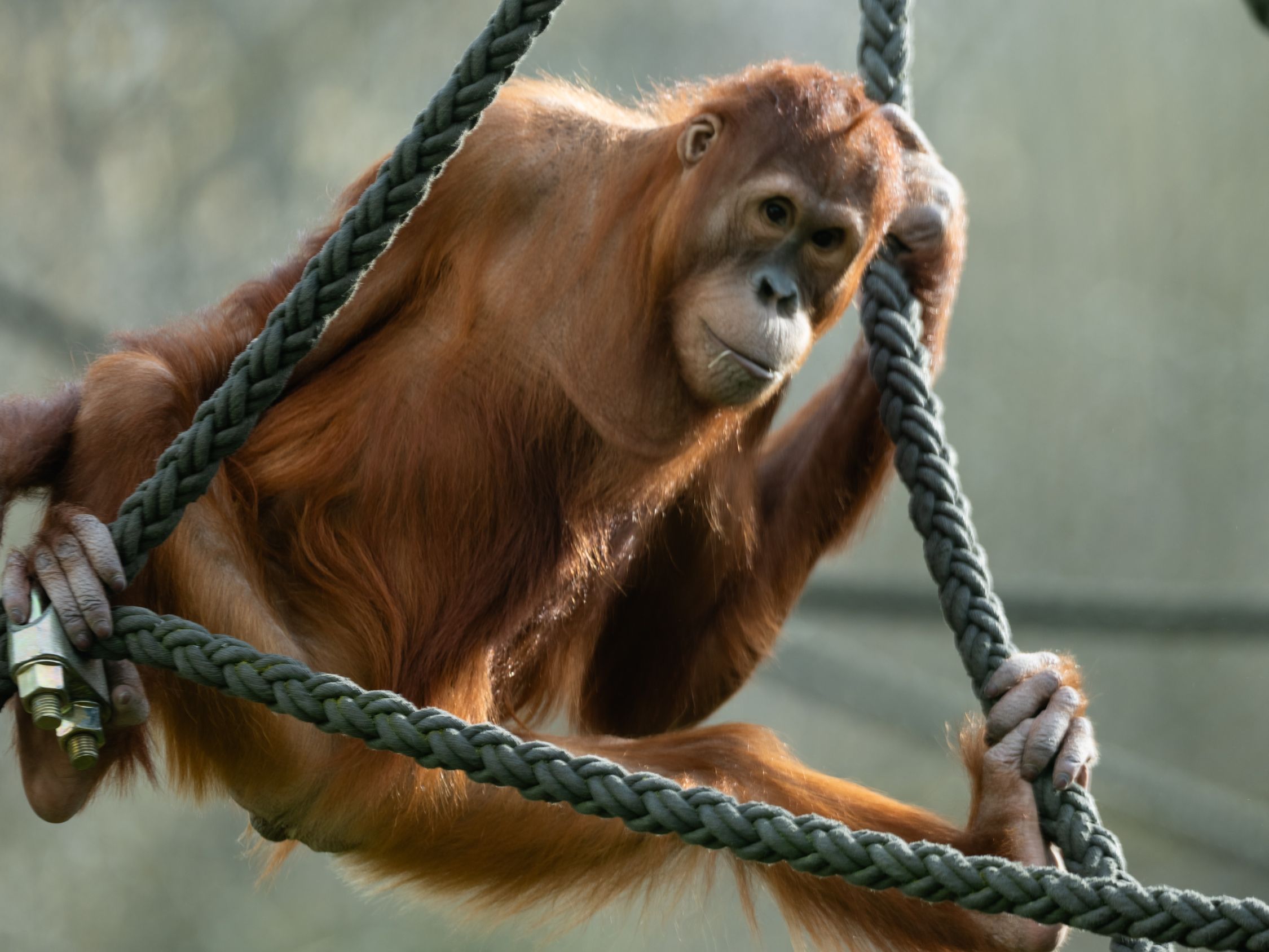 Sumatra-Orang-Utan spielend in den Kletterseilen im Tierpark Hellabrunn