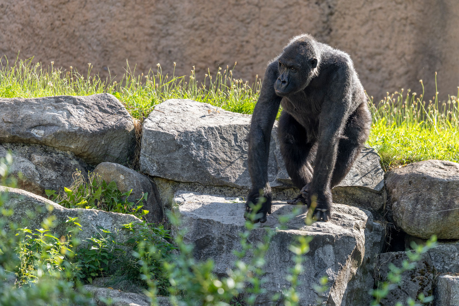 Gorilla Sonja auf der Außenanlage