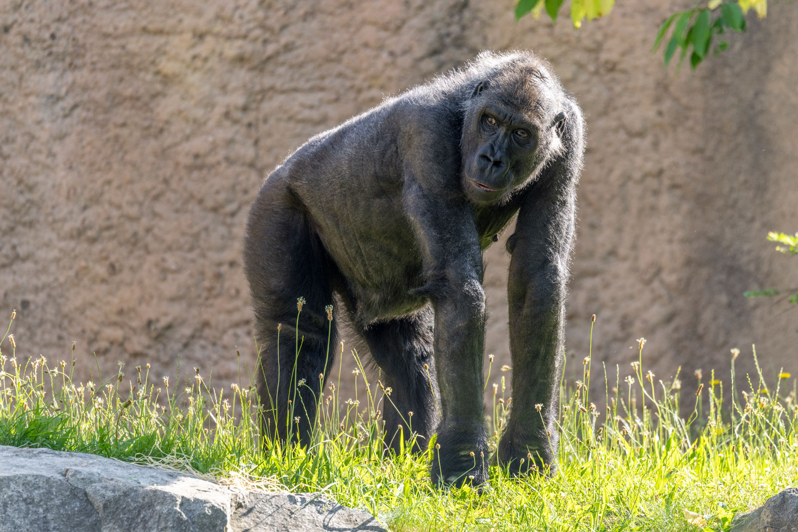 Gorilla Sonja auf der Außenanlage