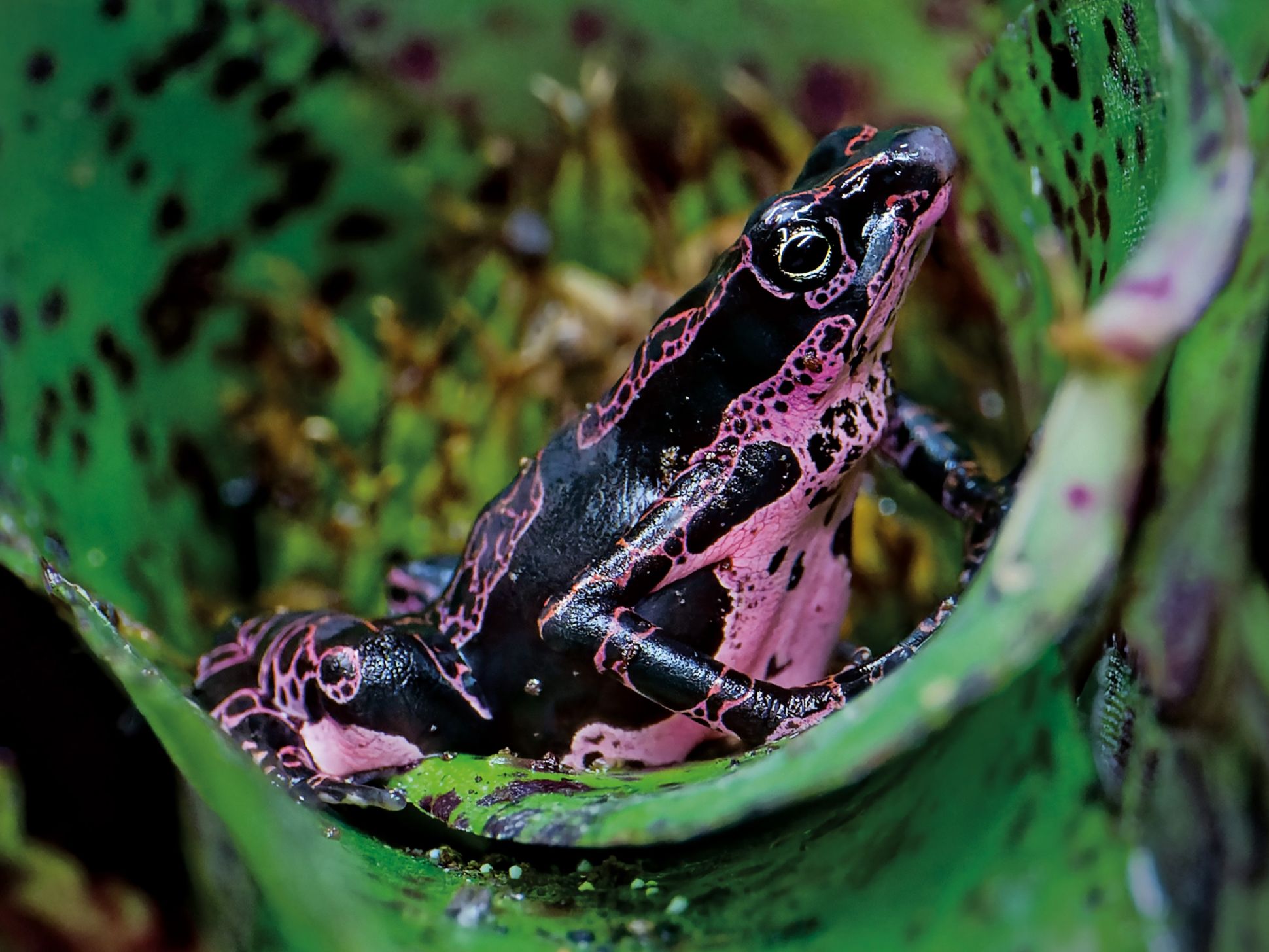 im April ist die Violette Harlekinkröte zu sehen