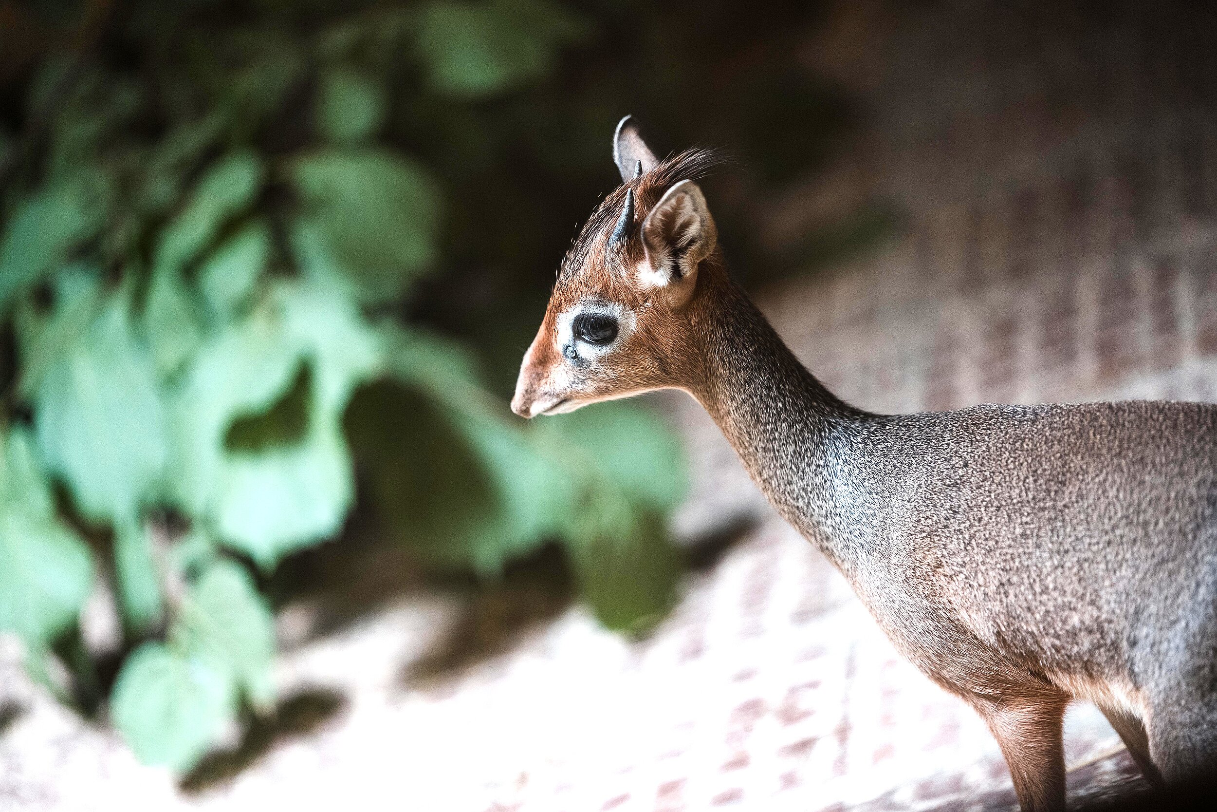 Eine Kirk-Dikdik Antilope steht in ihrem Stall im Tierpark Hellabrunn