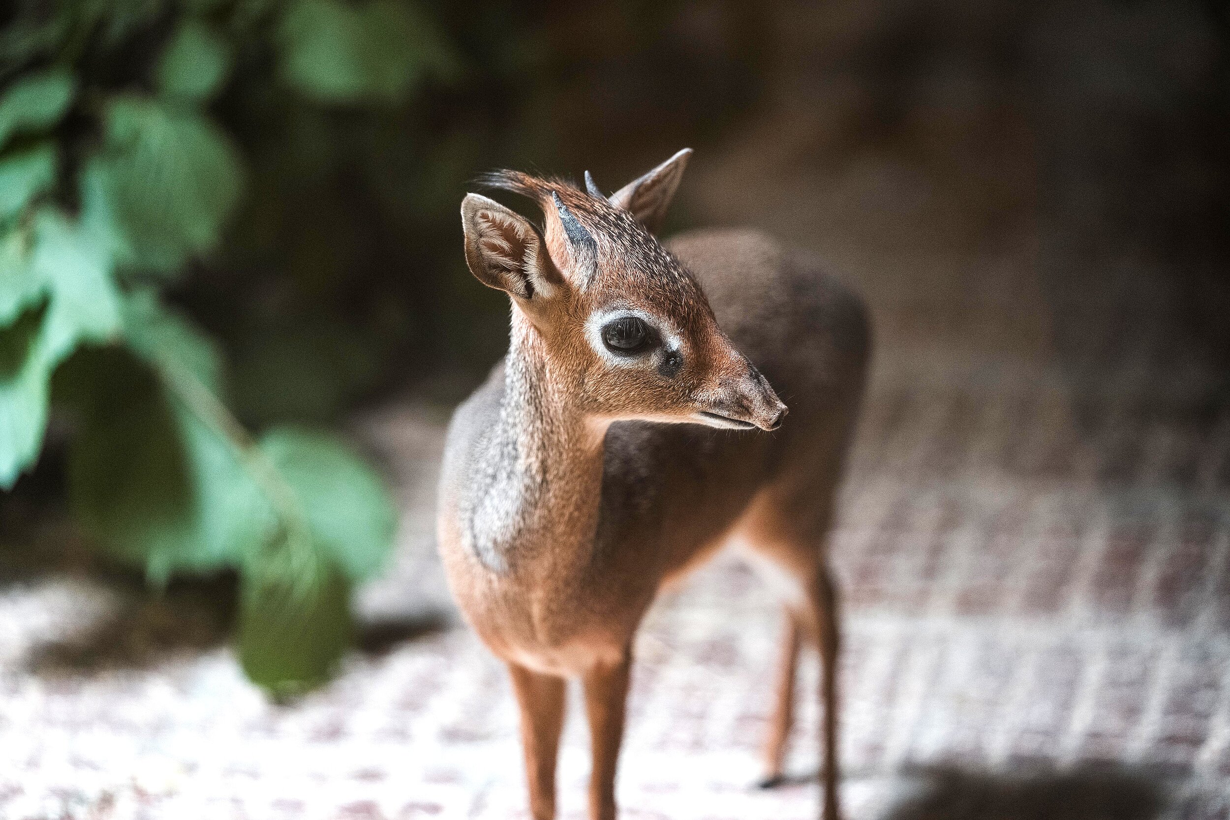 Eine Kirk-Dikdik Antilope steht in ihrem Stall im Tierpark Hellabrunn