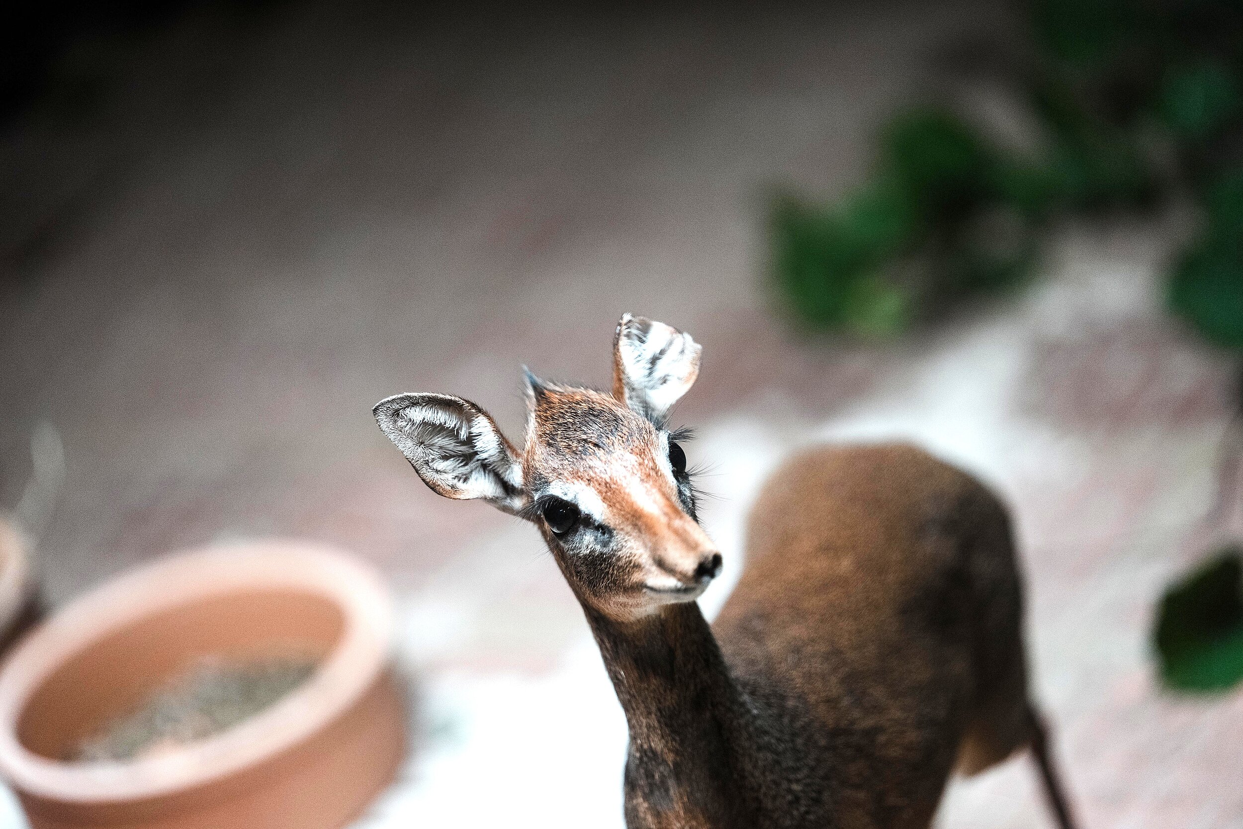 Eine Kirk-Dikdik Antilope steht in ihrem Stall im Tierpark Hellabrunn