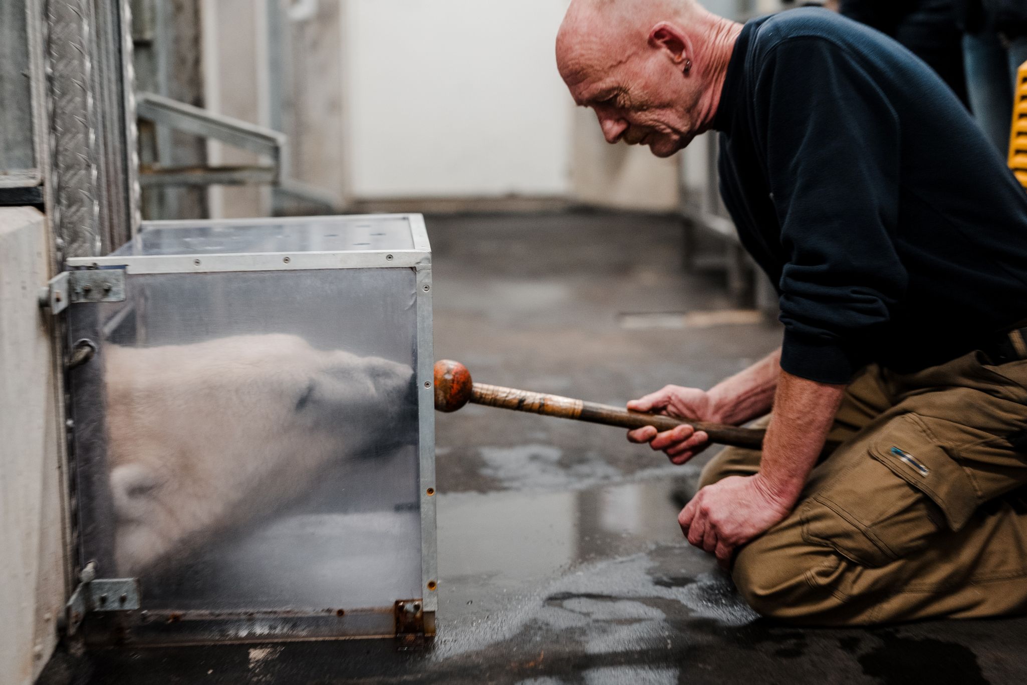 ein Eisbär hat den Kopf in einer bodennahen Box abgelegt, während ein Tierpfleger davor kniet