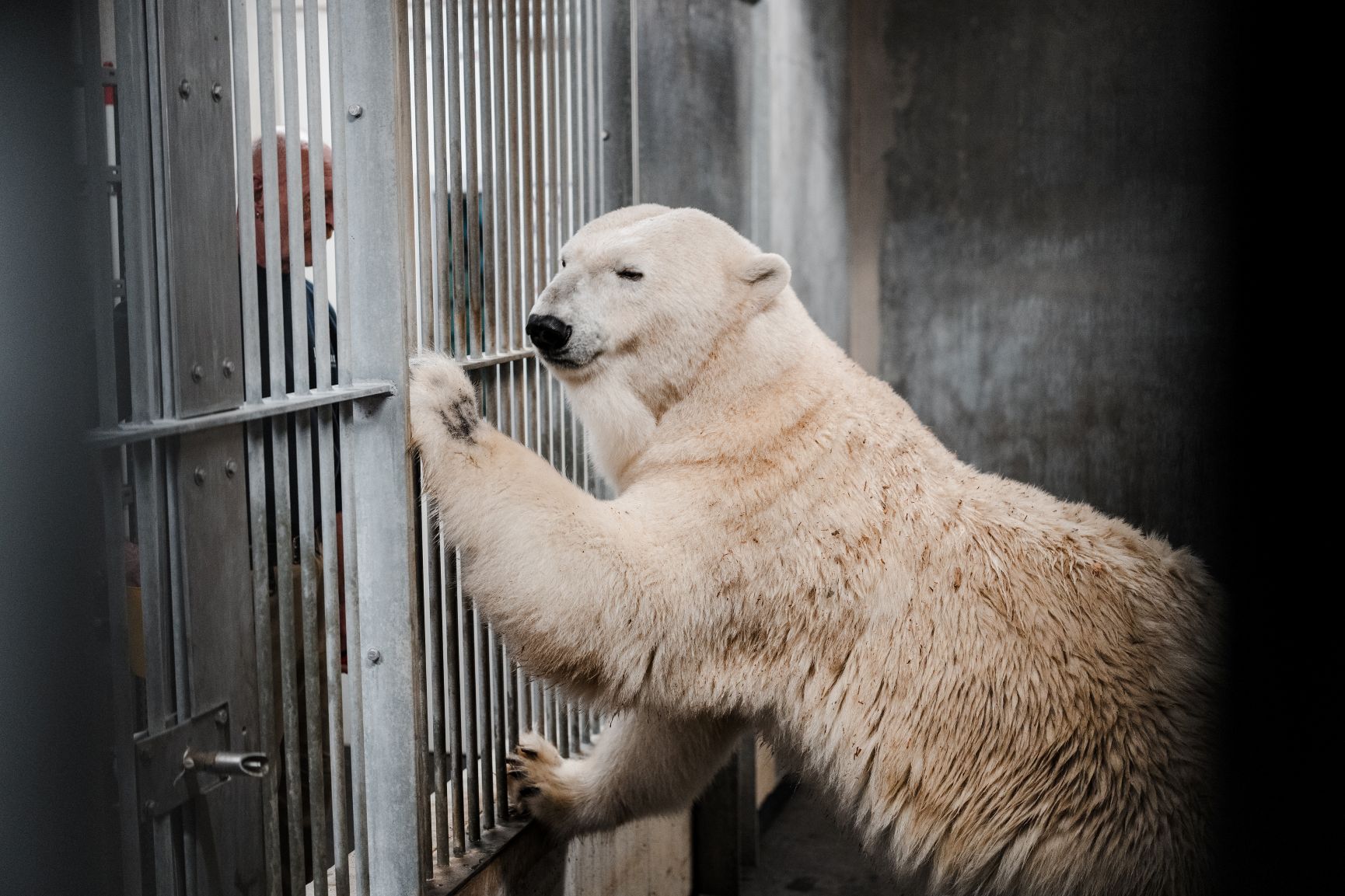 ein Eisbär steht am Gitter einer Innenanlage und wird von einem Tierpfleger betreut