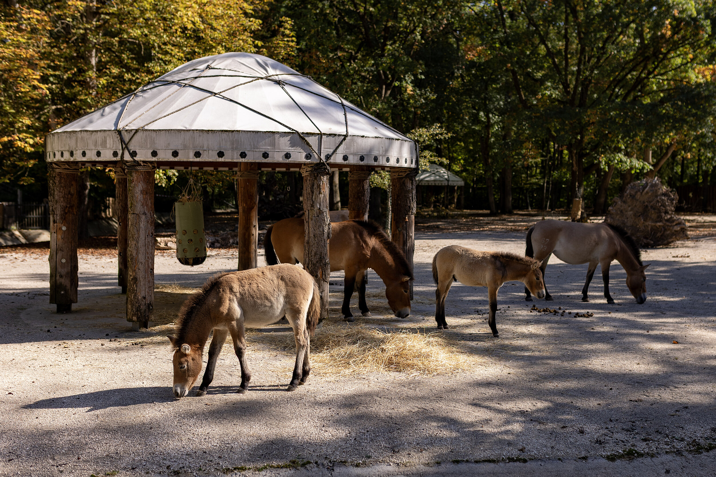 tierpark-hellabrunn-przewalski-pferde-neue-anlage 1-lisa reininger Przewalski-Urwildpferde auf ihrer neuen Anlage im Münchner Tierpark Hellabrunn