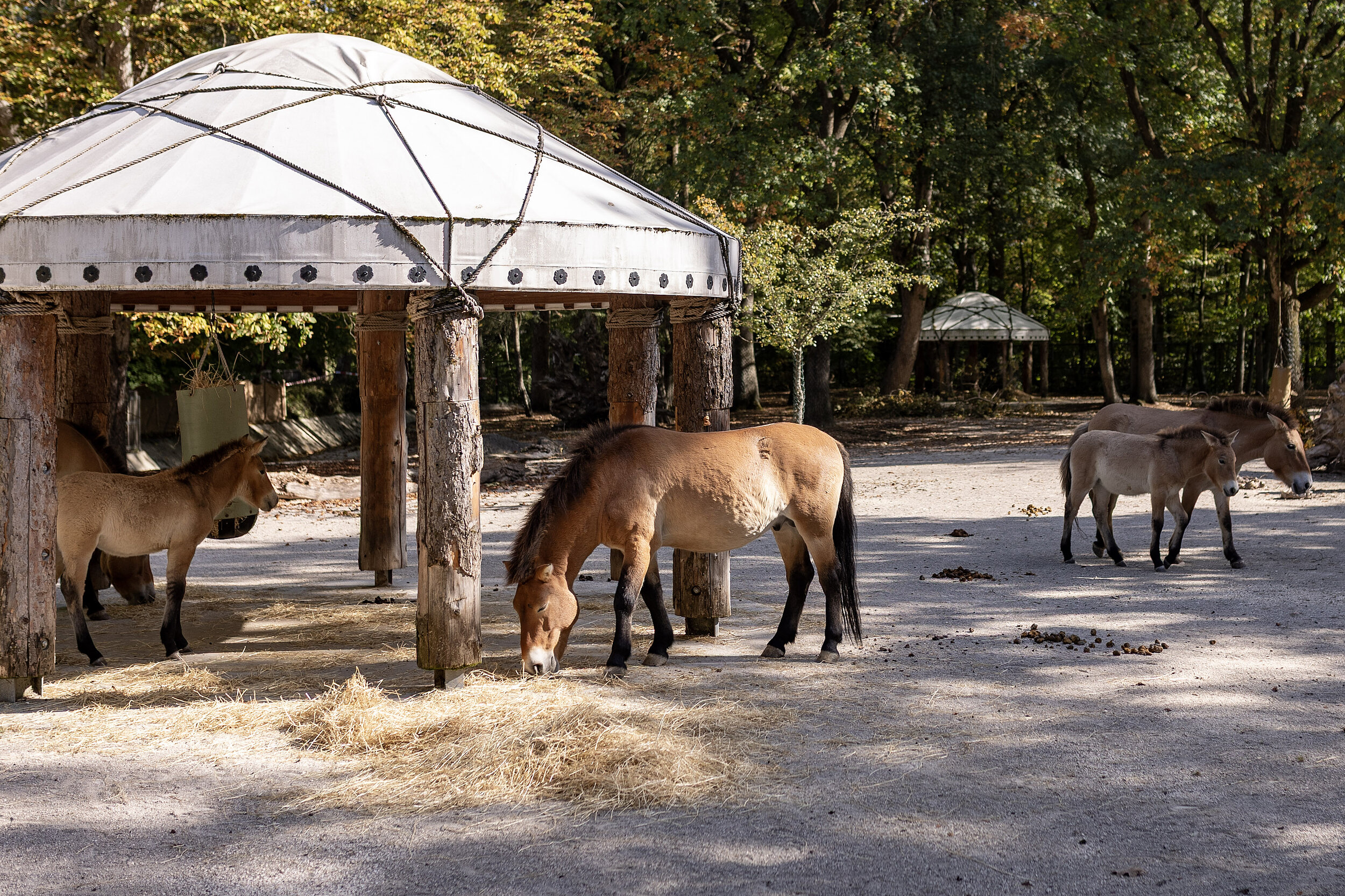tierpark-hellabrunn-przewalski-pferde-neue-anlage 2-lisa reininger Przewalski-Urwildpferde auf ihrer neuen Anlage im Münchner Tierpark Hellabrunn