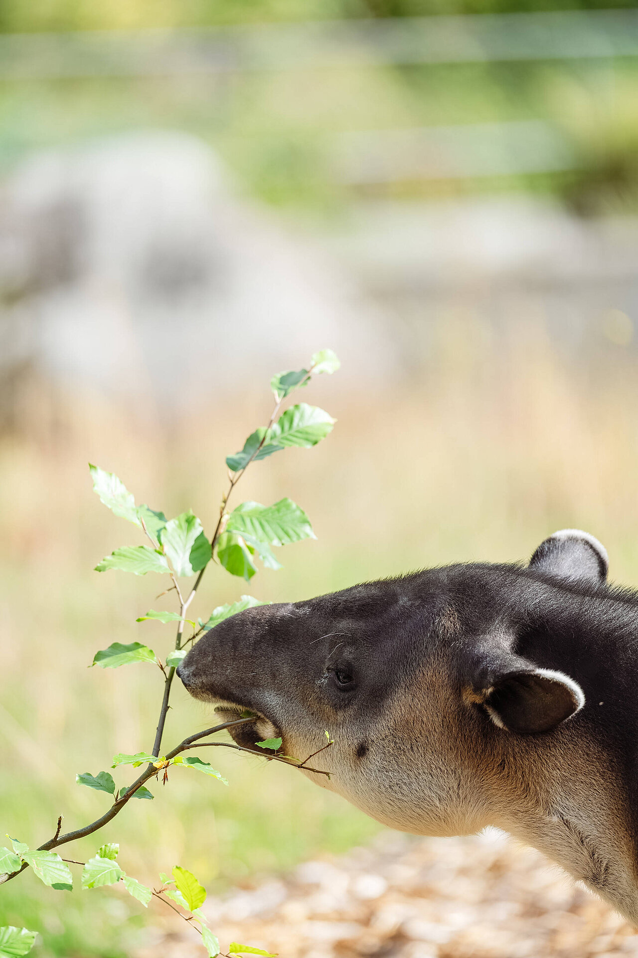 Mittelamerikanischer Tapir Der mittelamerikanische Tapir beim Fressen.