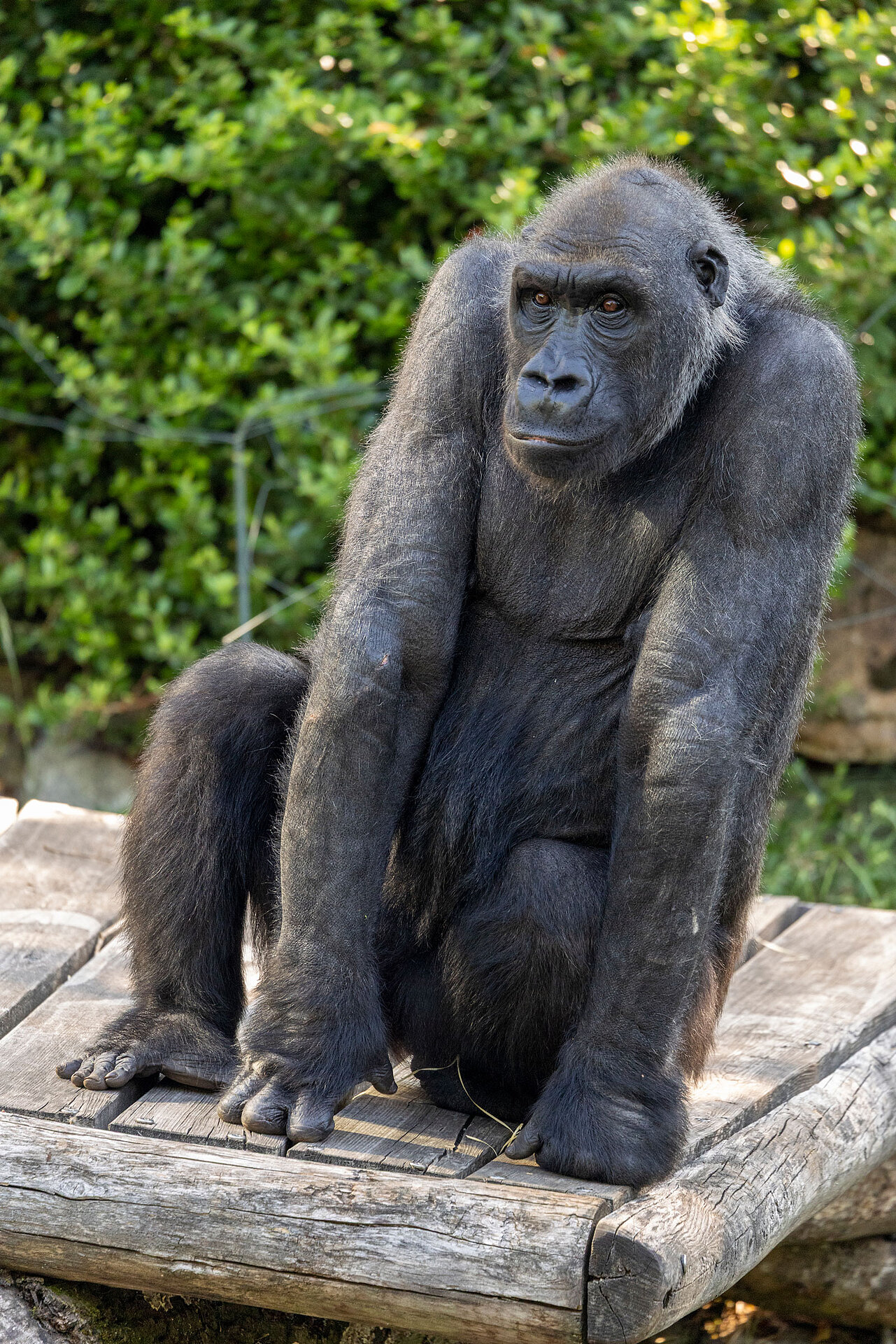 Gorilla Sonja auf der Außenanlage