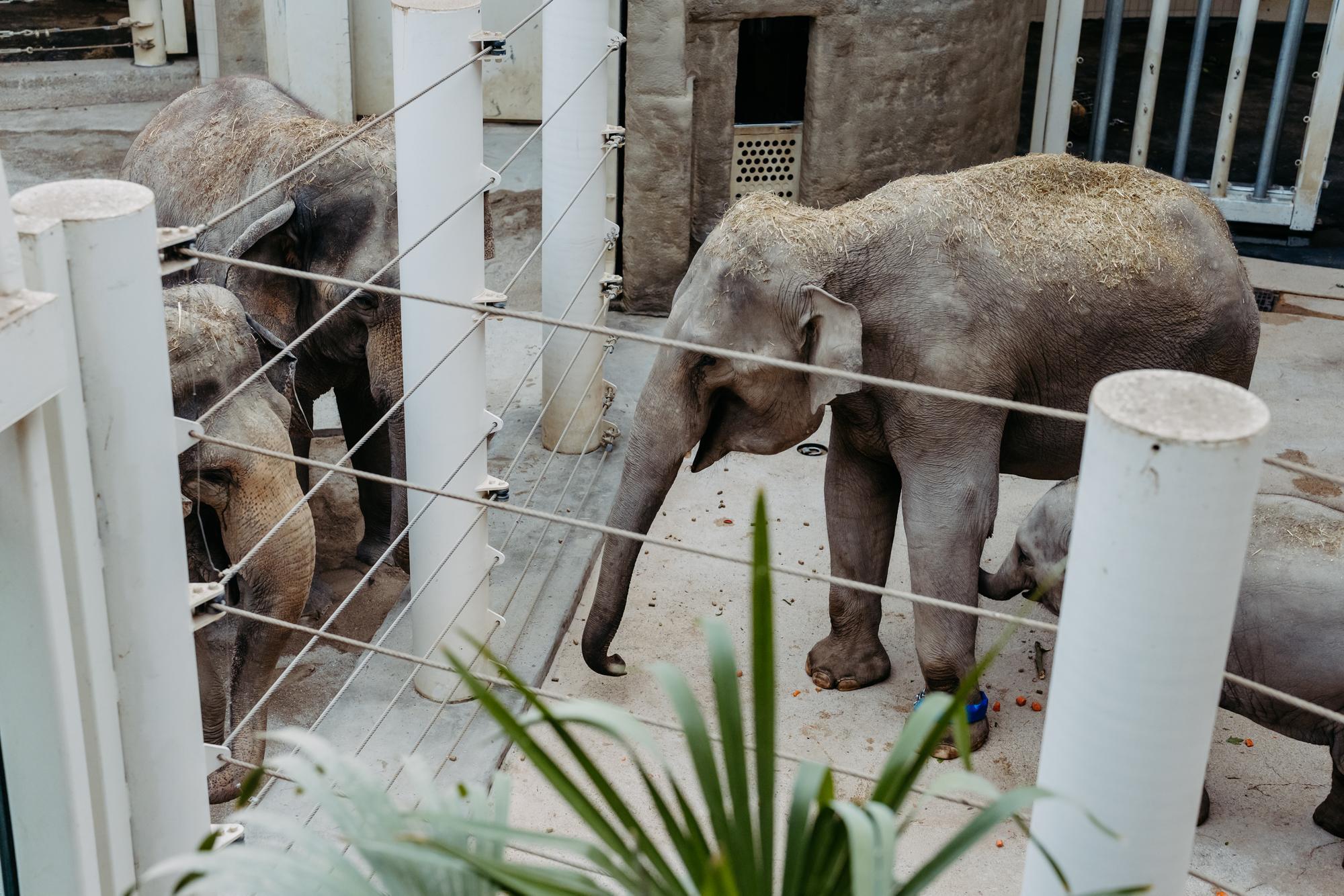 Die "Neuen" im Elefantenhaus werden gleich neugierig begrüßt (Foto: Jan Saurer).