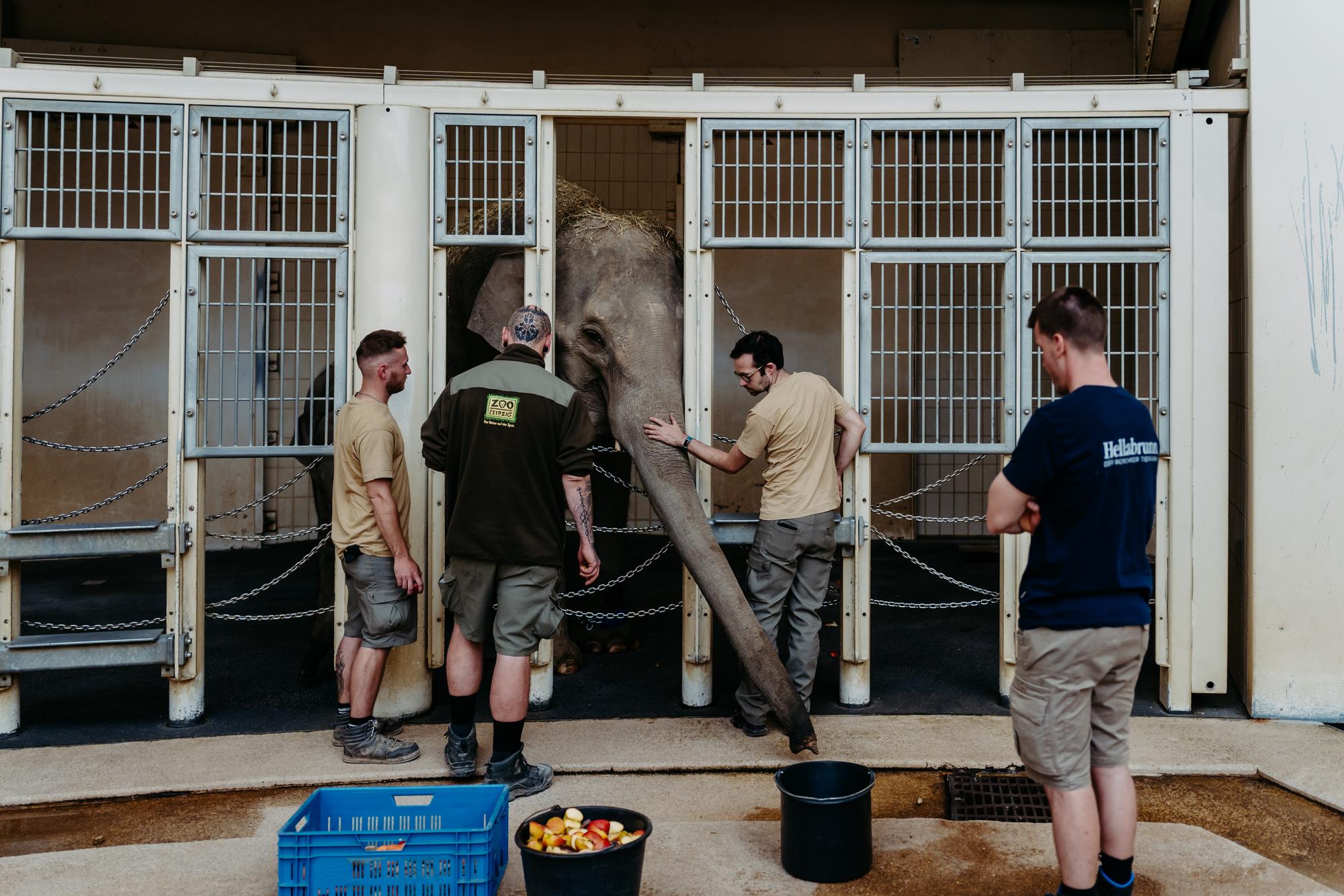 Die vertrauten Tierpfleger aus Leipzig sowie ein paar Leckerlis lassen die neue Umgebung gleich weniger ungewohnt wirken (Foto: Jan Saurer).