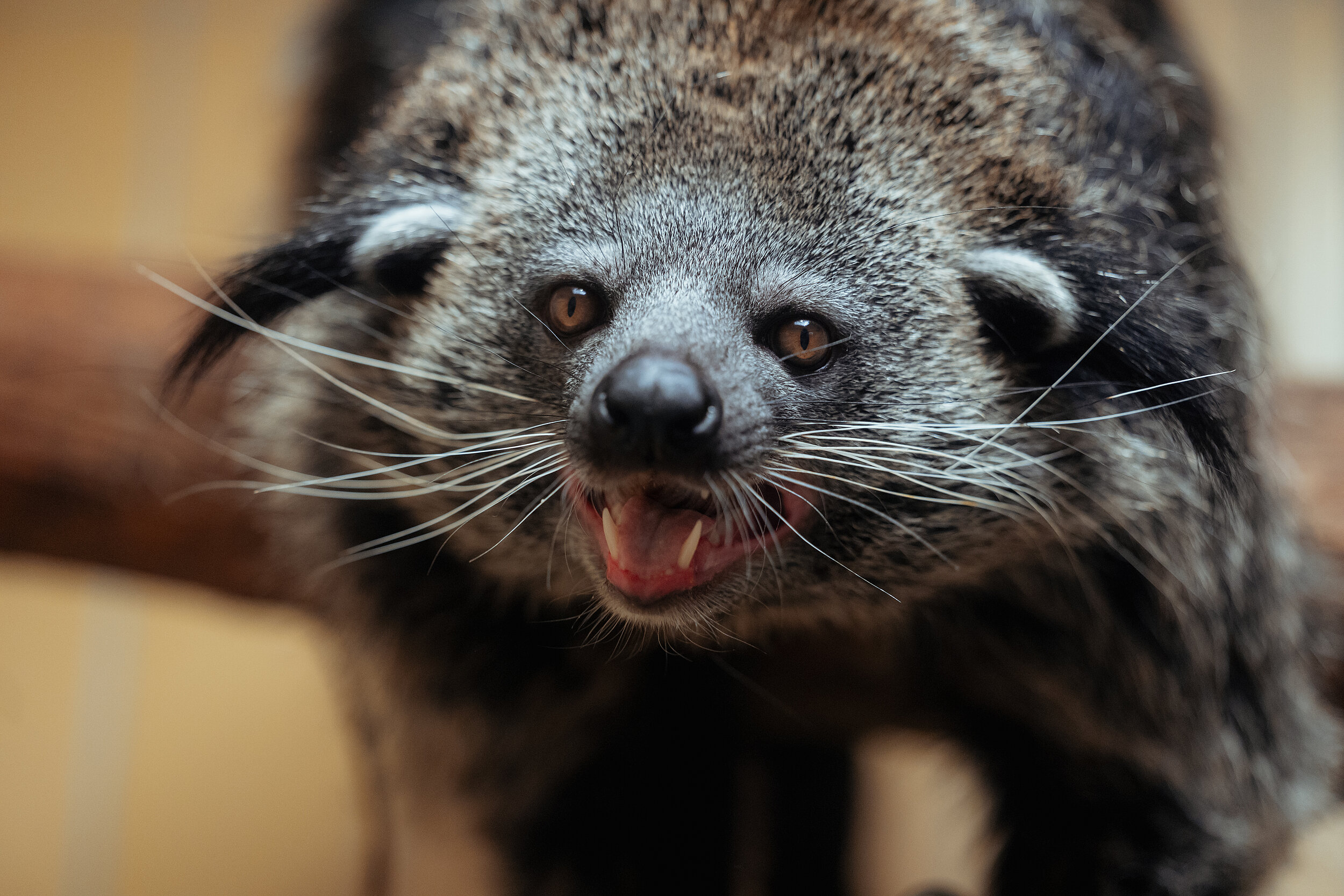 test Der Binturong, eine der neuen Tierarten in der neusanierten Dschungelwelt Hellabrunns