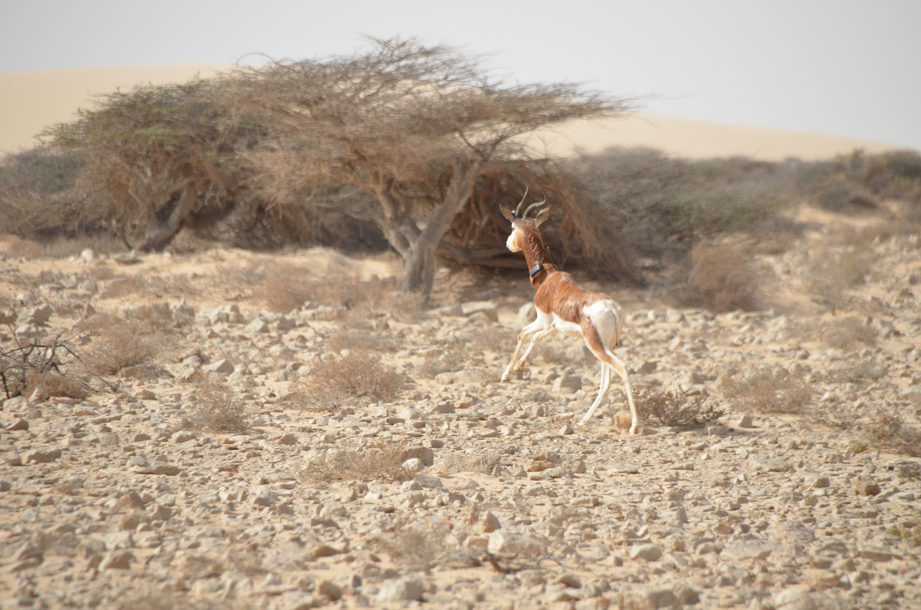 Auswilderung einer Mhorrgazelle mit GPS-Halsband