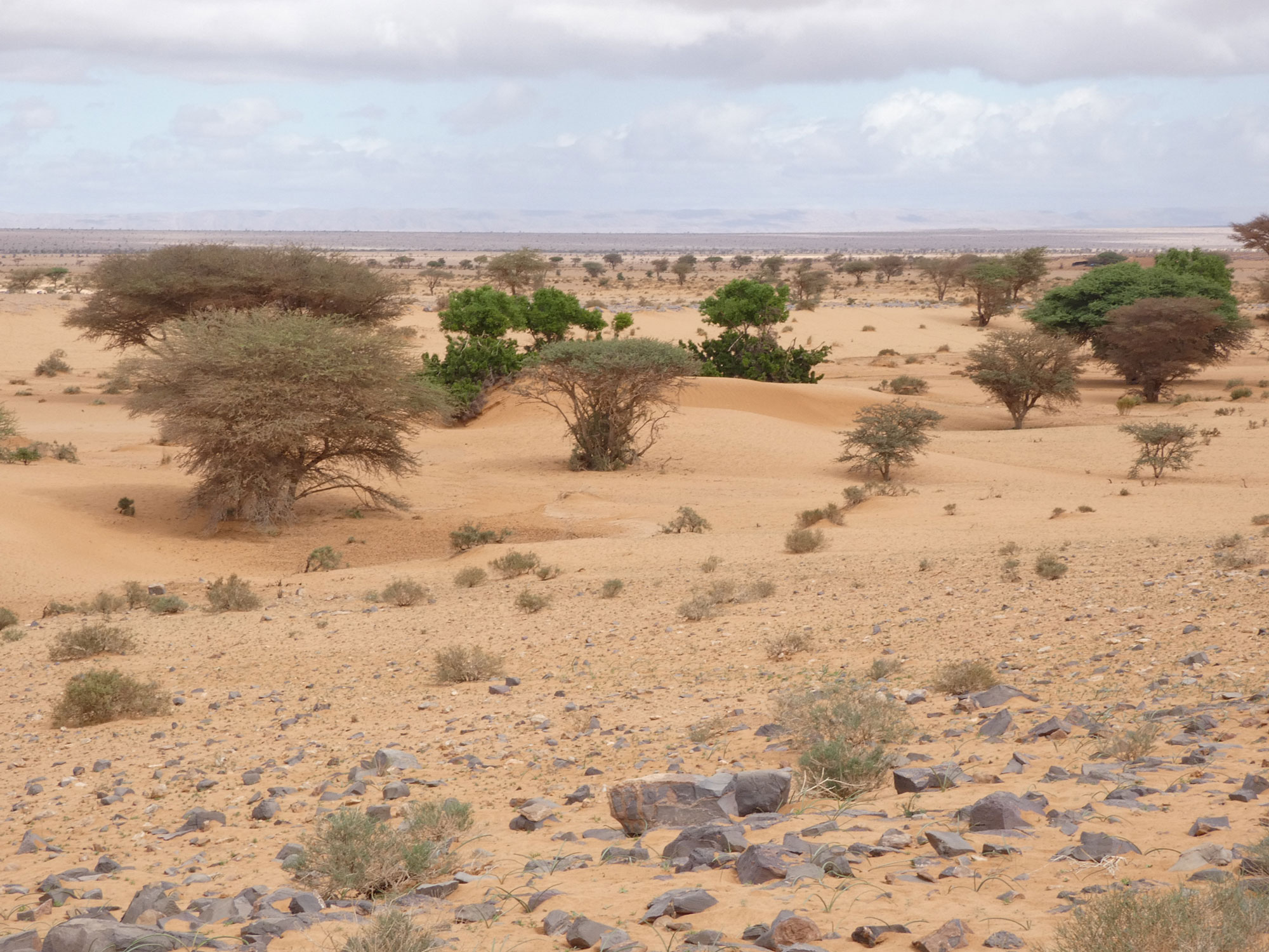 Projektgebiet in der Sahara