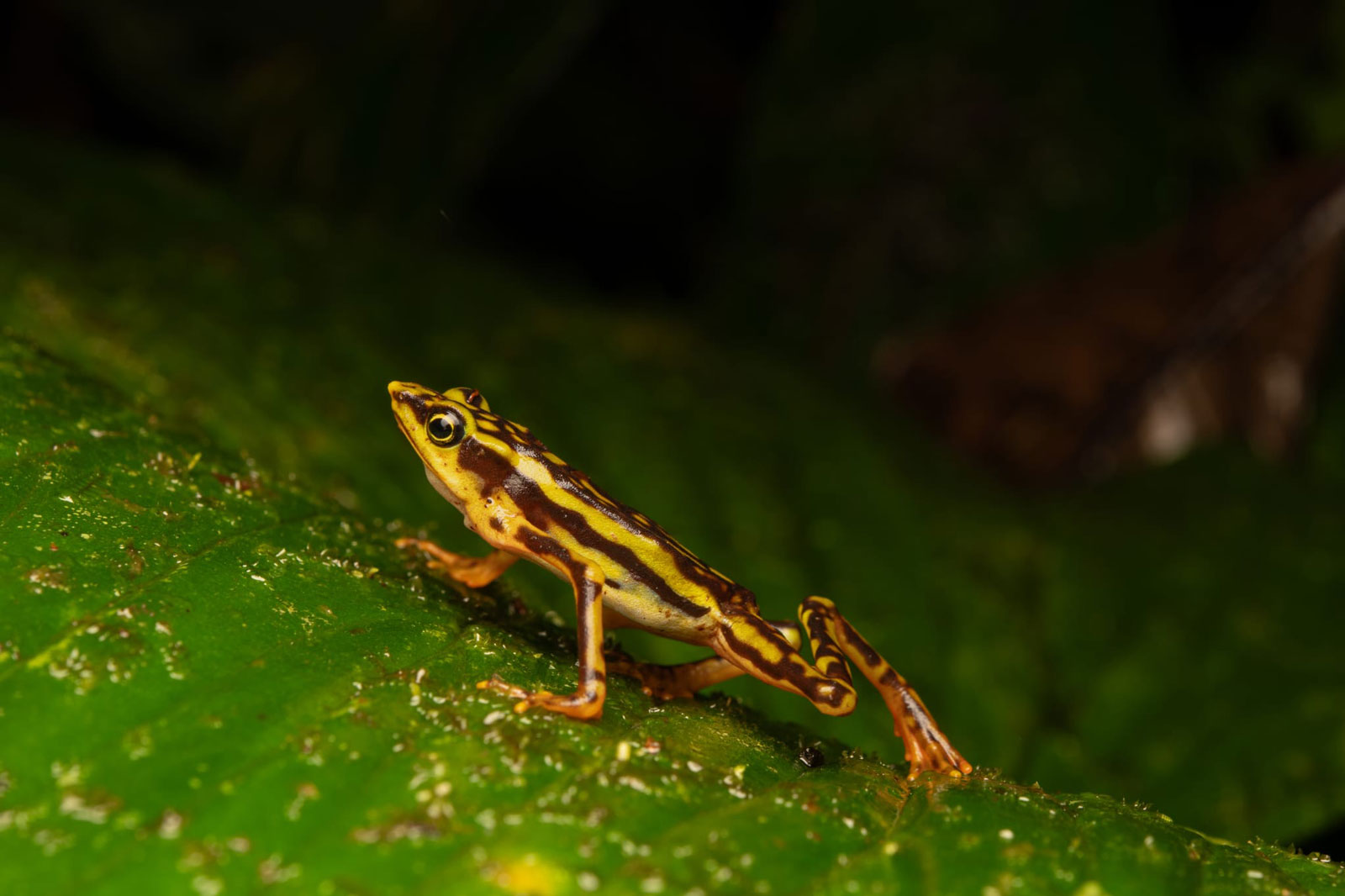 Atelopus lynchi