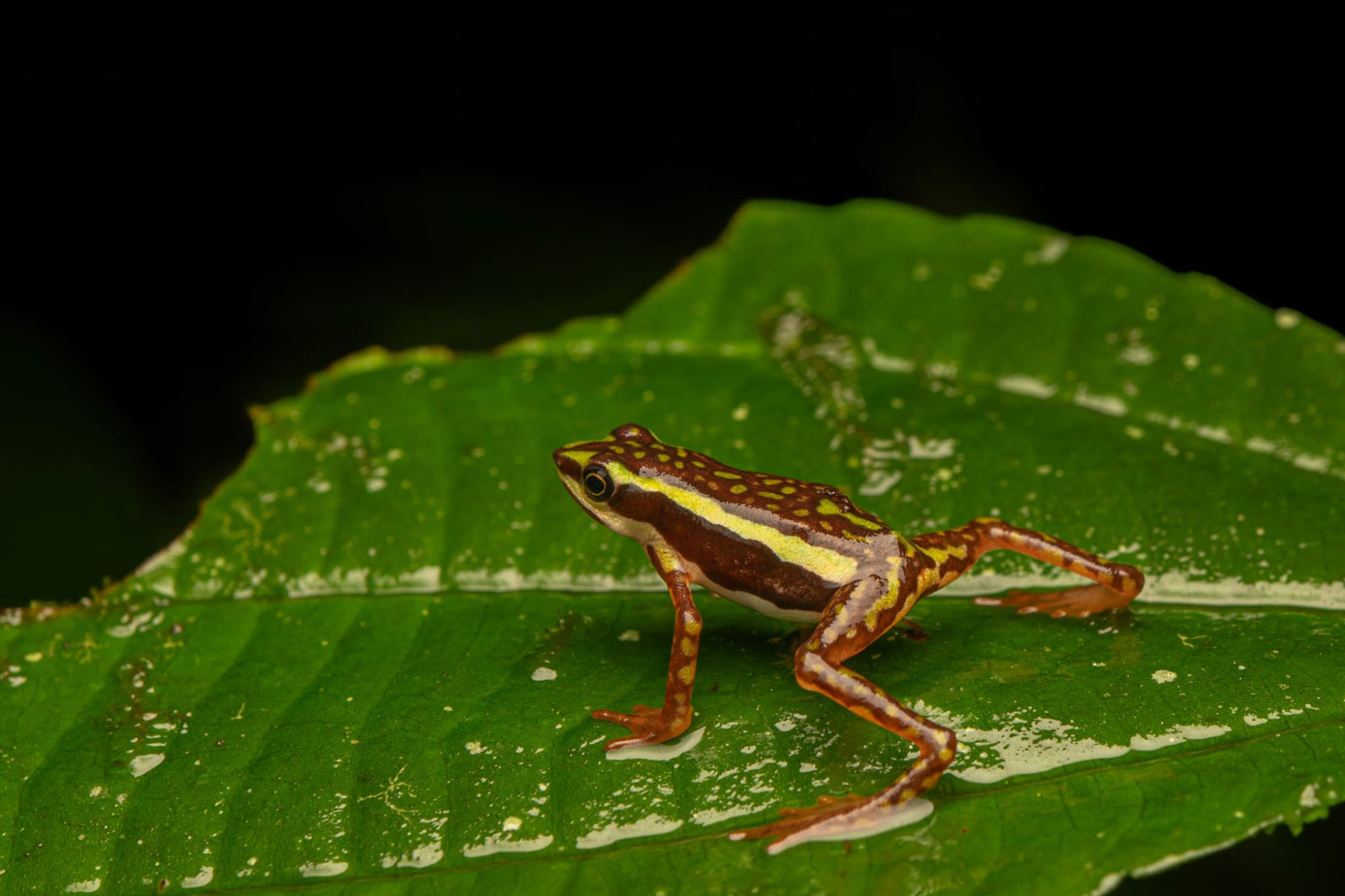 Atelopus coynei