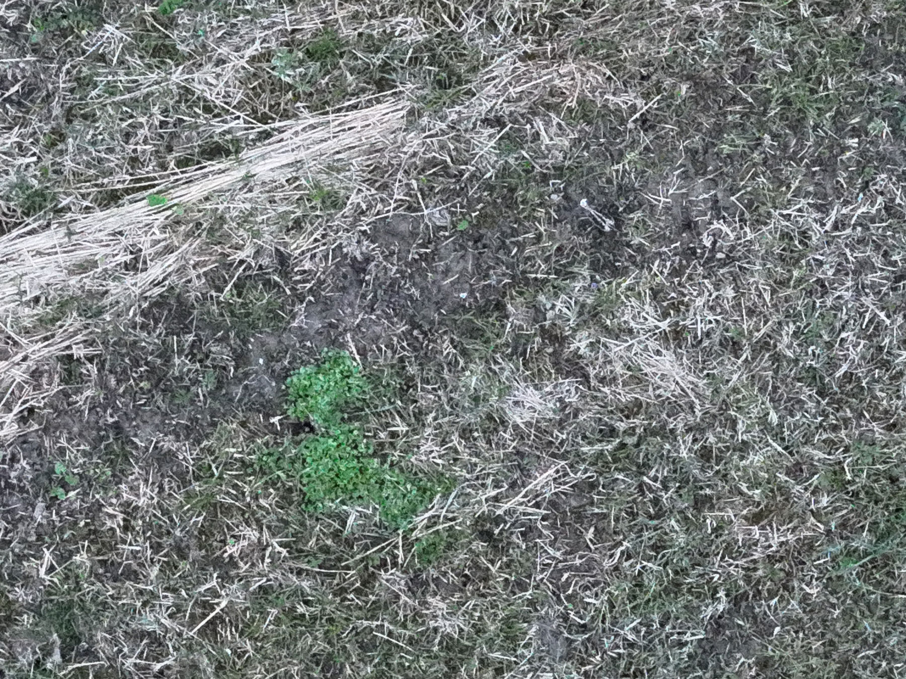 Suchbild: wo brütet die Bekassine? (Drohnenaufnahme)