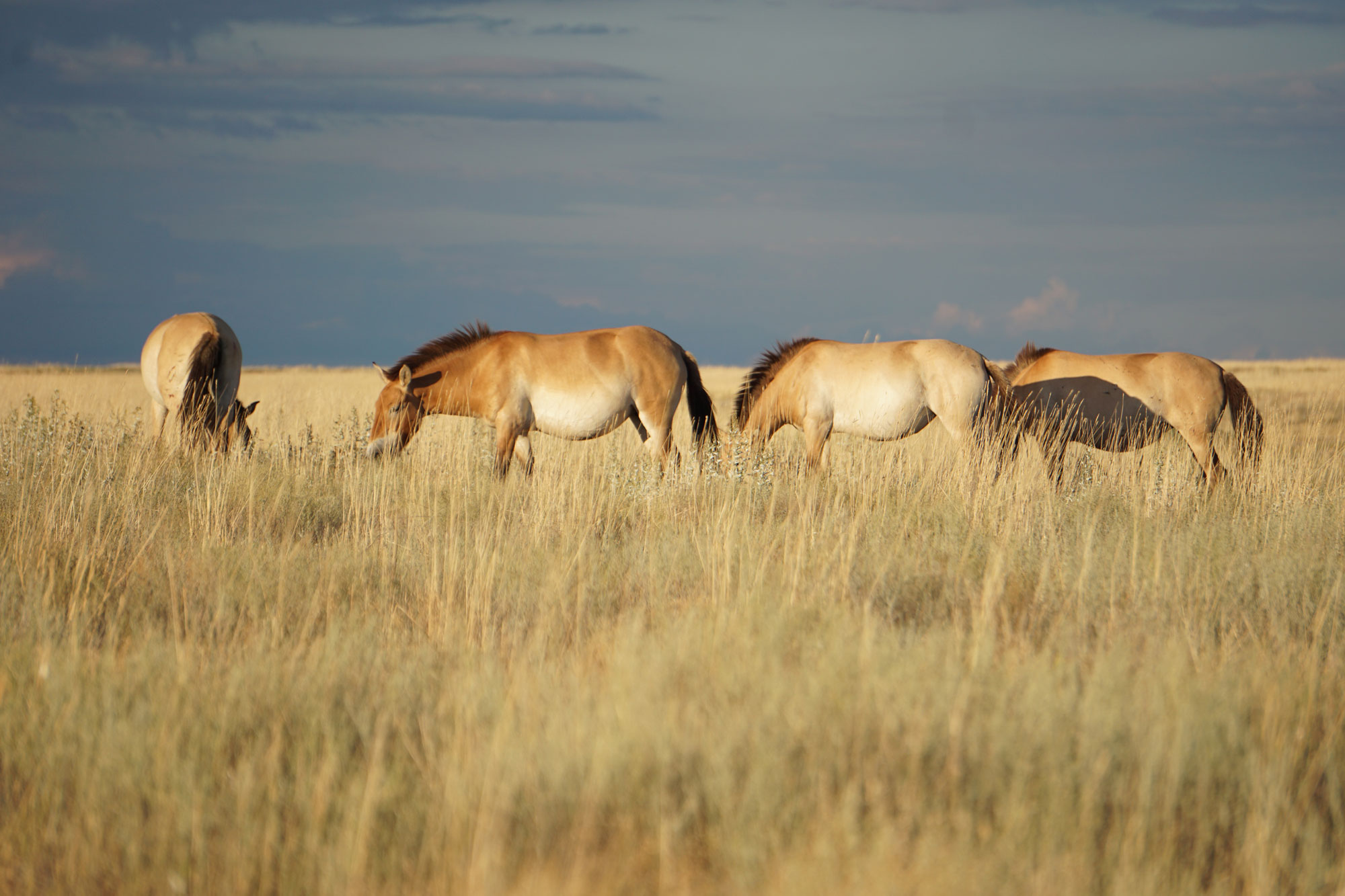 Erfolgreich ausgewilderte Przewalskipferde in der Altyn Dala Steppe.