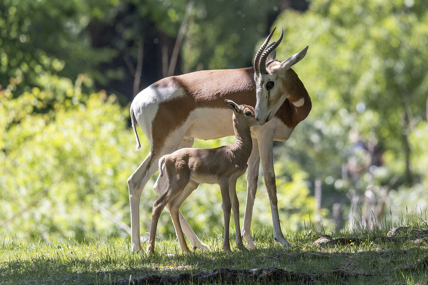 Eine Mhorrgazelle mit ihrem Jungtier.