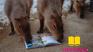 Wasserschweine im Tierpark Hellabrunn 