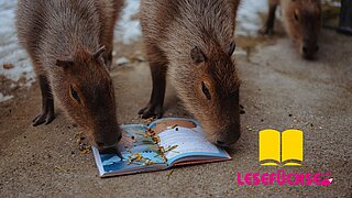 zwei Wasserschweine fressen Futter aus einem aufgeschlagenem Buch