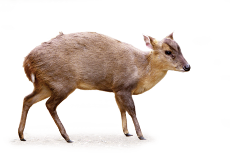 The picture shows a Reeves's muntjac in profile.