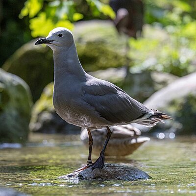 einheitlich graue Möwe setht auf einem Stein in einem Bachlauf. Der Kopf ist etwas heller.