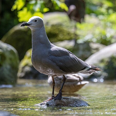 einheitlich graue Möwe setht auf einem Stein in einem Bachlauf. Der Kopf ist etwas heller.