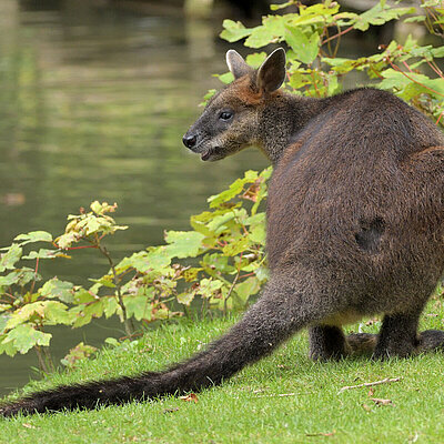 Das Bild zeigt ein Sumpfwallaby, das auf einer Wiese an einem Fluss sitzt.