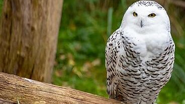 Schneeeule im Tierpark Hellabrunn 