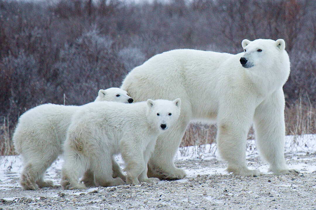 Eine Eisbärenmutter mit ihren Jungtieren in Svalbard.