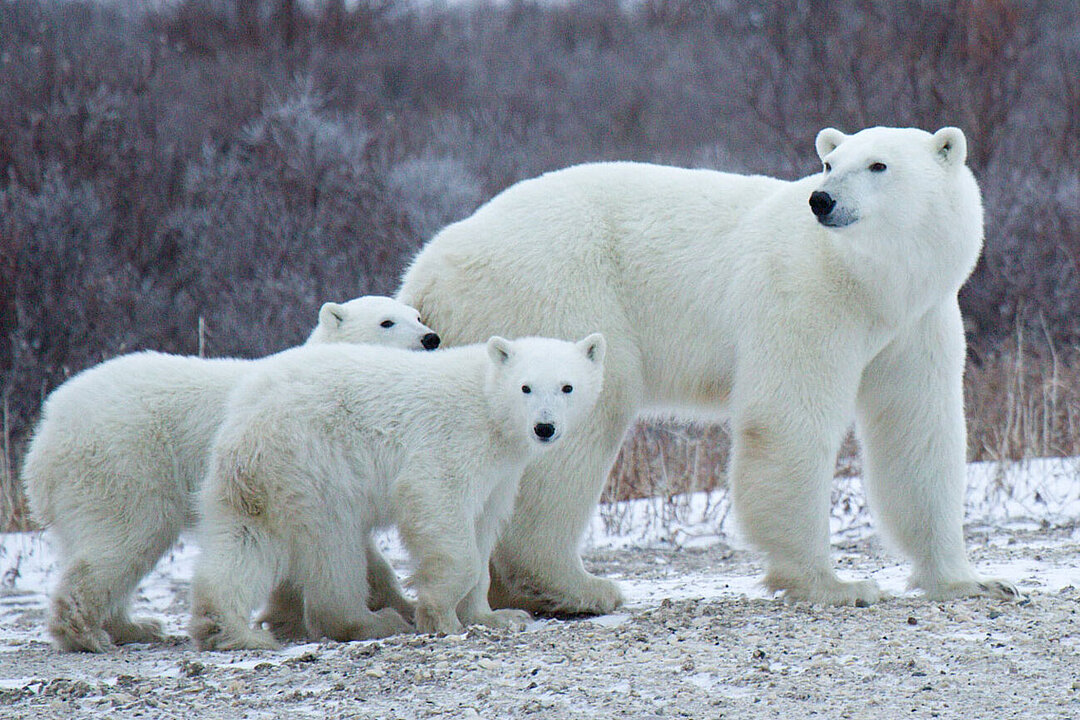 Eine Eisbärenmutter mit ihren beiden Jungtieren.