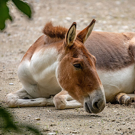 A kiang lies on the sandy ground in Hellabrunn Zoo.
