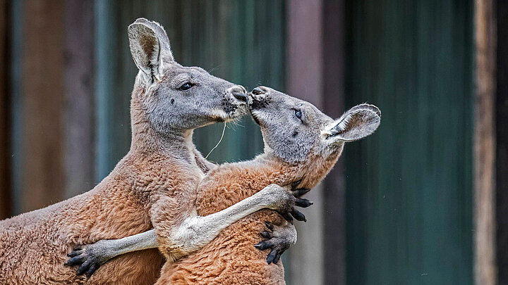 zwei Rote Riesenkängurus zwei Rote Rienkängurus im Tierpark Hellabrunn