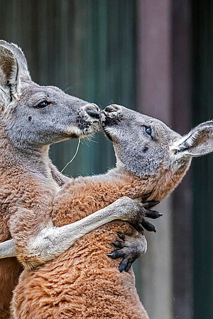 Zwei rote Kängurus, die sich umarmen.