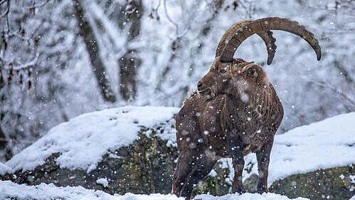 Ein erwachsener Alpensteinbock im Schnee